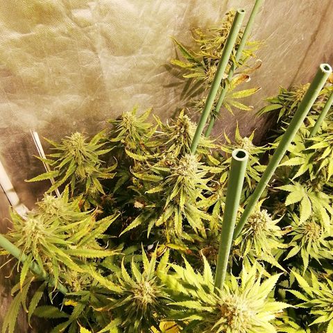 Jack La Mota growlog timeline photo