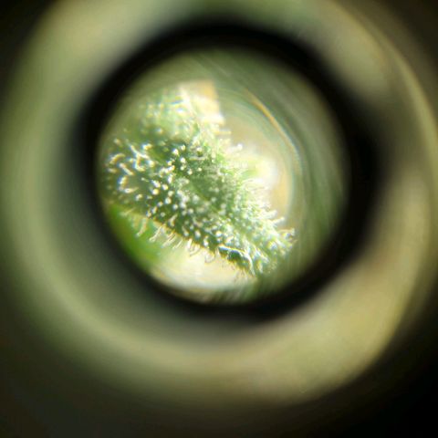 Jack La Mota growlog timeline photo