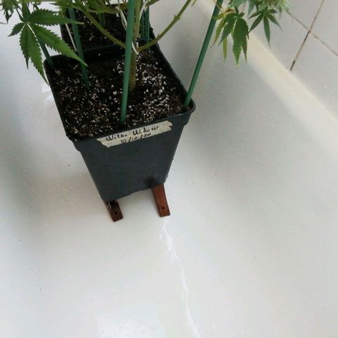 Jack La Mota growlog timeline photo
