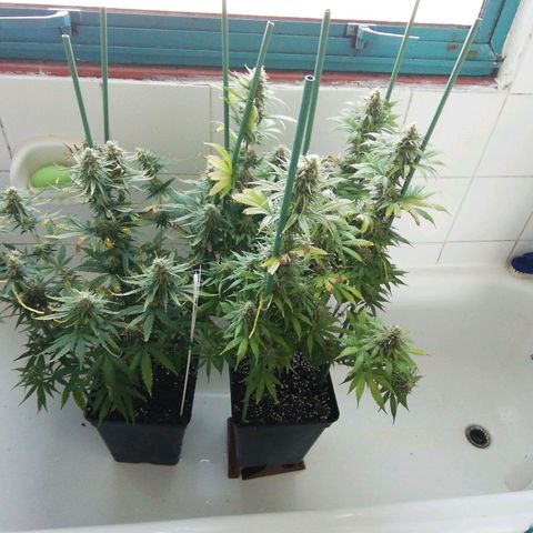 Jack La Mota growlog timeline photo