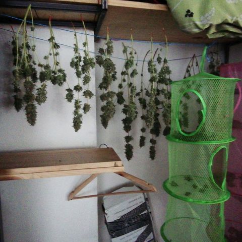 Jack La Mota growlog timeline photo