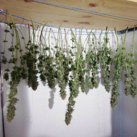 Jack La Mota growlog timeline photo