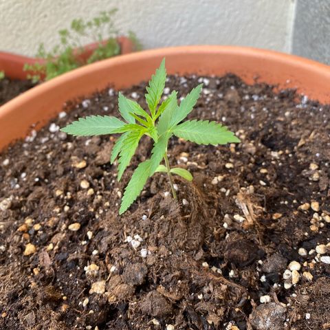 EPIC BUZZ  growlog timeline photo