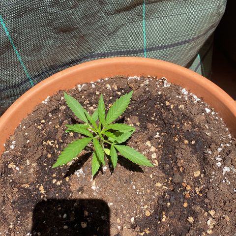 EPIC BUZZ  growlog timeline photo