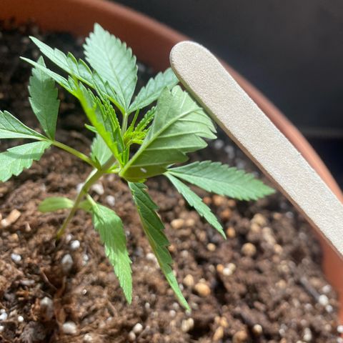EPIC BUZZ  growlog photo: Inicios de plaga de mosca blanca 