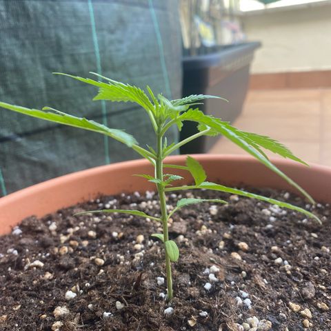 EPIC BUZZ  growlog timeline photo