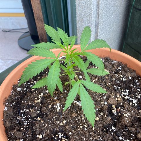 EPIC BUZZ  growlog photo: 1ª poda apicial: 2 tallos principales 