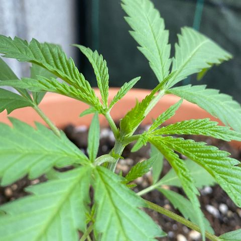 EPIC BUZZ  growlog photo: 1ª poda apicial: 2 tallos principales 