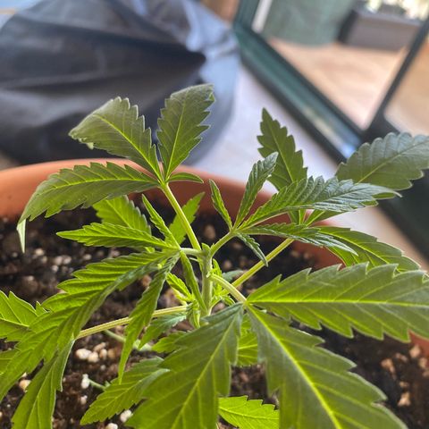 EPIC BUZZ  growlog photo: 1ª poda apicial: 2 tallos principales 