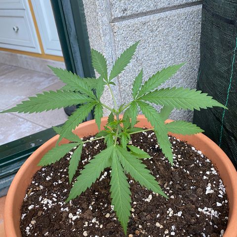 EPIC BUZZ  growlog timeline photo