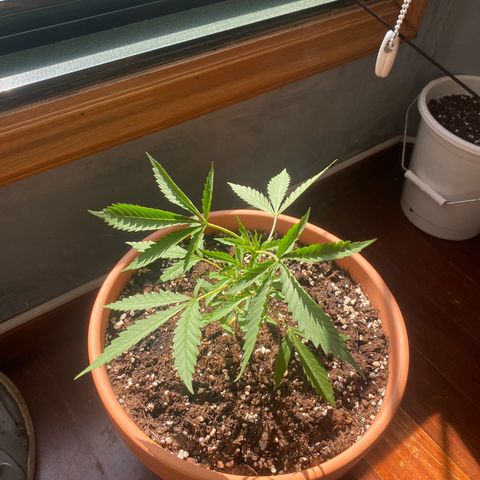 EPIC BUZZ  growlog timeline photo