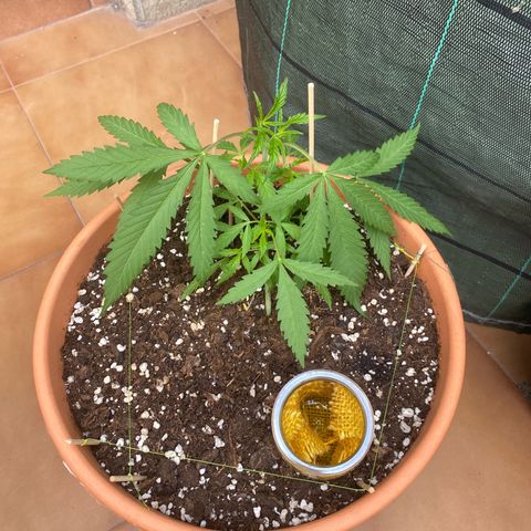 EPIC BUZZ  growlog photo: Intento de trampa casera para las moscas 
(no valió pa nada xdd)