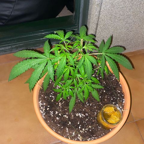 EPIC BUZZ  growlog timeline photo