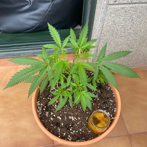 EPIC BUZZ  growlog photo: Inicio de LST