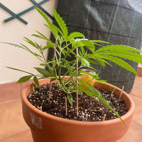 EPIC BUZZ  growlog photo: Inicio de LST