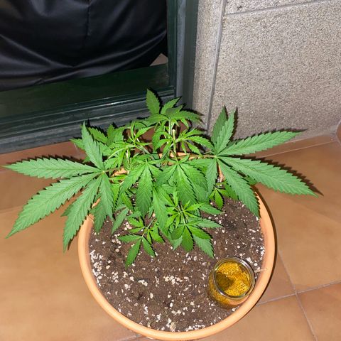 EPIC BUZZ  growlog timeline photo