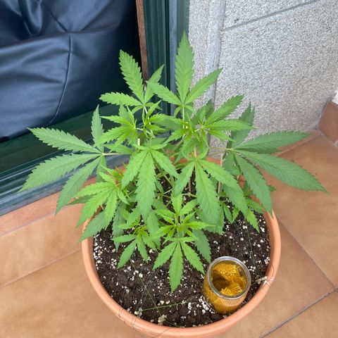 EPIC BUZZ  growlog timeline photo