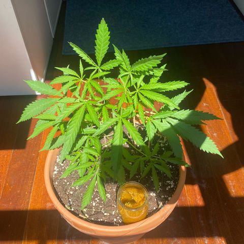 EPIC BUZZ  growlog timeline photo