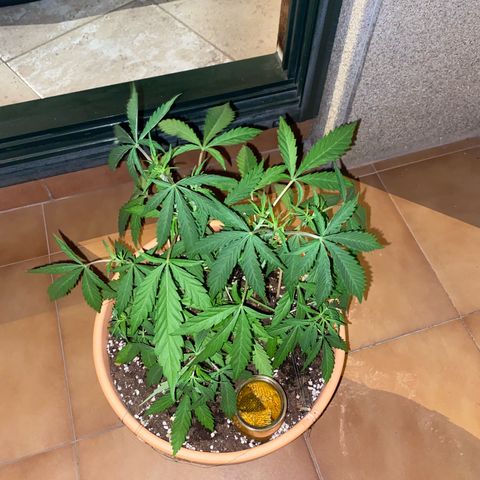 EPIC BUZZ  growlog timeline photo