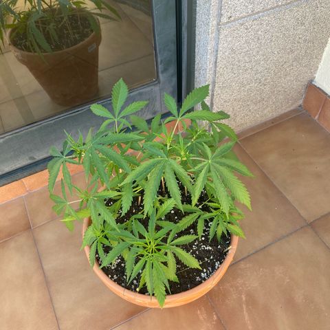 EPIC BUZZ  growlog timeline photo