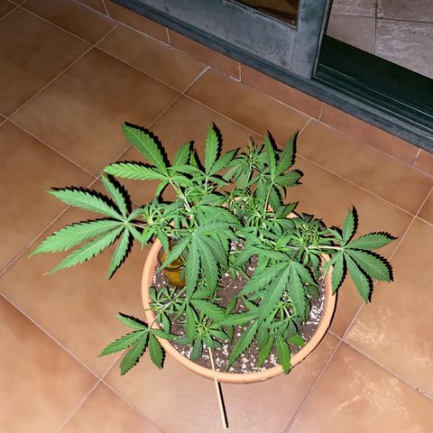 EPIC BUZZ  growlog timeline photo