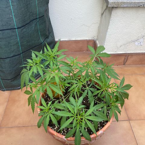 EPIC BUZZ  growlog timeline photo