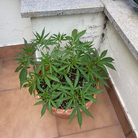 EPIC BUZZ  growlog timeline photo