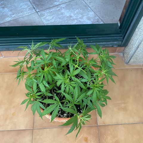 EPIC BUZZ  growlog timeline photo