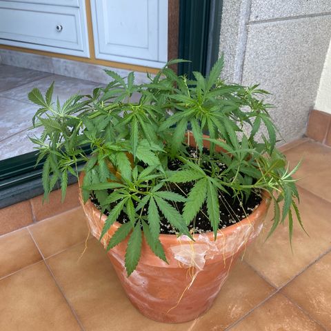EPIC BUZZ  growlog timeline photo