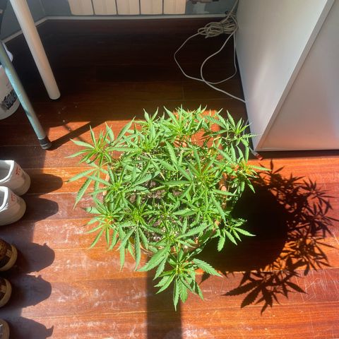 EPIC BUZZ  growlog timeline photo