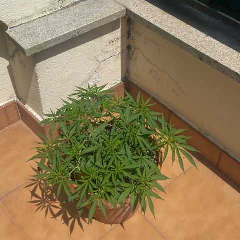 EPIC BUZZ  growlog timeline photo