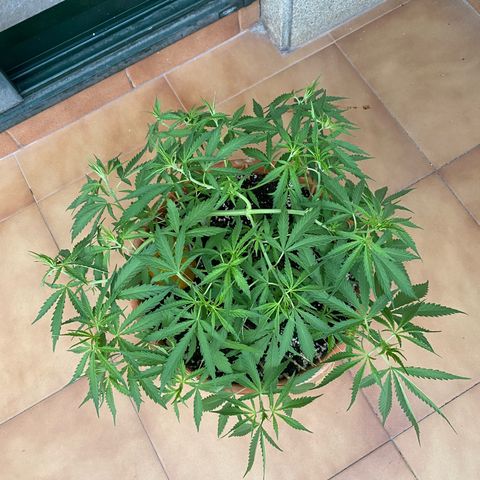 EPIC BUZZ  growlog timeline photo