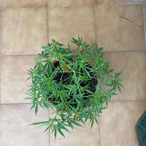 EPIC BUZZ  growlog timeline photo