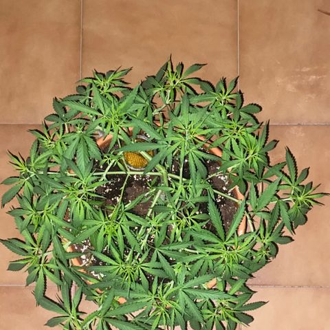 EPIC BUZZ  growlog timeline photo