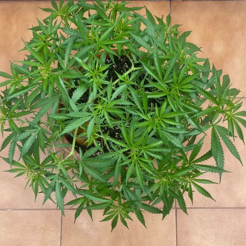 EPIC BUZZ  growlog timeline photo