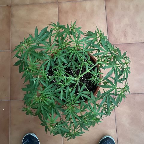 EPIC BUZZ  growlog timeline photo