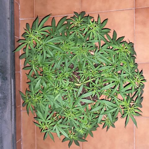 EPIC BUZZ  growlog timeline photo