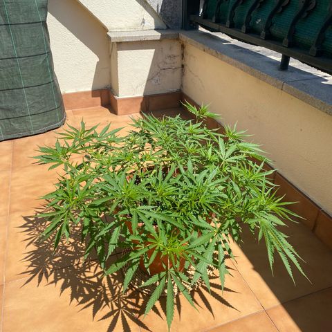 EPIC BUZZ  growlog timeline photo