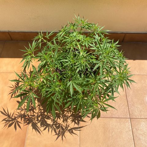EPIC BUZZ  growlog timeline photo