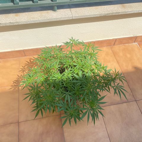 EPIC BUZZ  growlog timeline photo