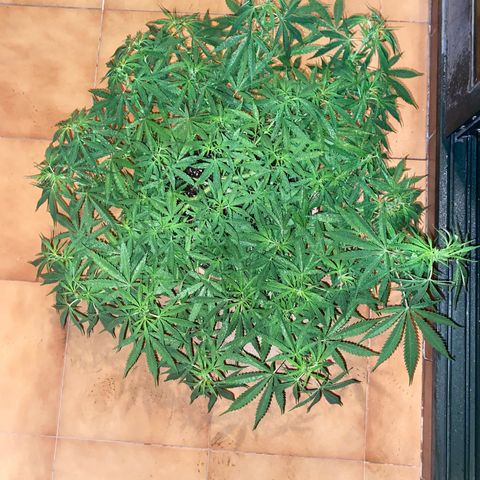 EPIC BUZZ  growlog timeline photo