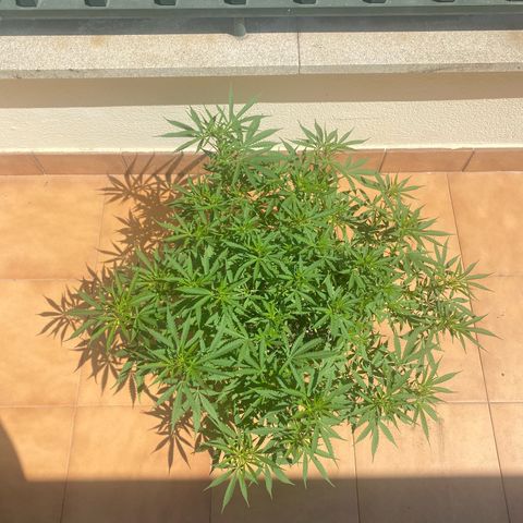 EPIC BUZZ  growlog timeline photo