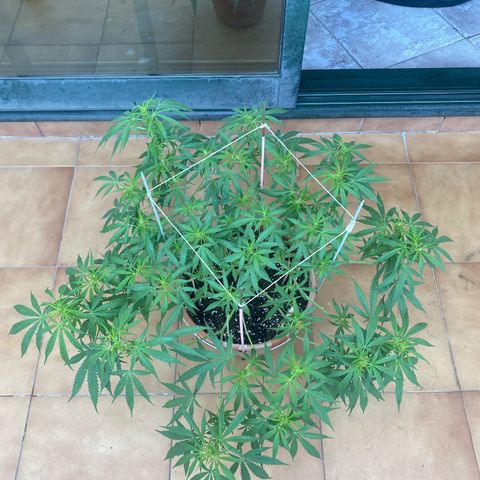 EPIC BUZZ  growlog timeline photo