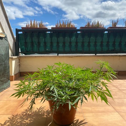 EPIC BUZZ  growlog timeline photo