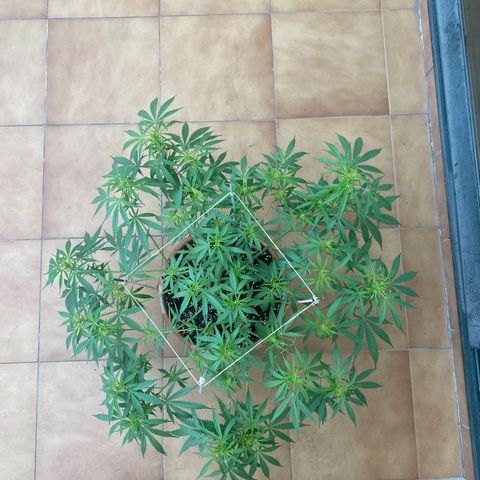 EPIC BUZZ  growlog timeline photo