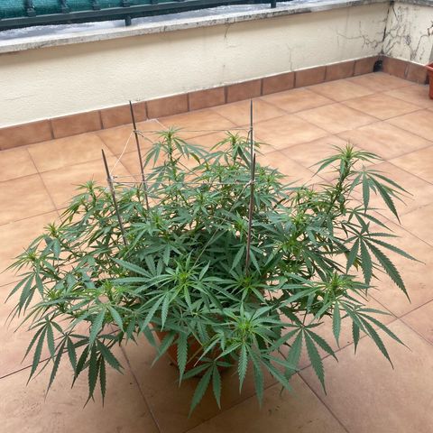 EPIC BUZZ  growlog timeline photo