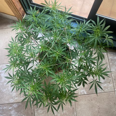 EPIC BUZZ  growlog timeline photo