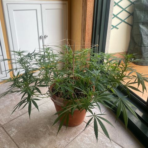 EPIC BUZZ  growlog timeline photo