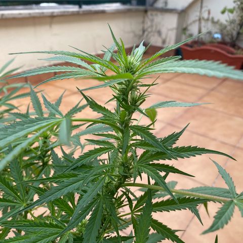 EPIC BUZZ  growlog timeline photo