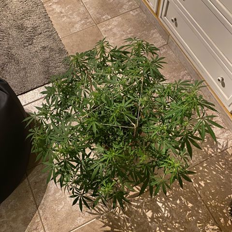 EPIC BUZZ  growlog timeline photo